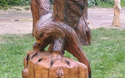 Red Kite Hunting Mice – Local Oak